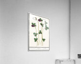 Dogstand flower wild rose and papaver Acrylic Print