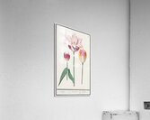 Tulip in vintage style Acrylic Print
