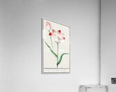 Tulip in vintage style Acrylic Print