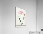 Tulip in vintage style Acrylic Print