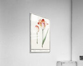 Tulip in vintage style Acrylic Print