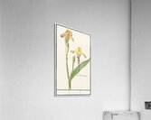 Yellow iris in vintage style Acrylic Print