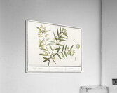 Olive in vintage style Acrylic Print