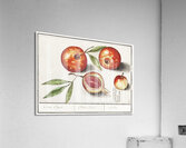 Olive in vintage style Acrylic Print