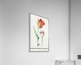 Tulip in vintage style Acrylic Print