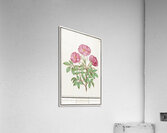 Wild rose in vintage style Acrylic Print