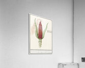 Maize in vintage style Acrylic Print