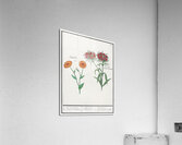 Marigold and daisy in vintage style Acrylic Print