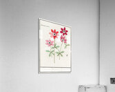 Anemone in vintage style Acrylic Print