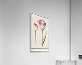 Anemone in vintage style Acrylic Print