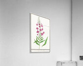 Willowherb in vintage style Acrylic Print