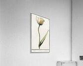 Tulip in vintage style Acrylic Print