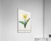 Tulip in vintage style Acrylic Print