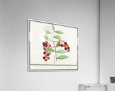 Bird cherry in vintage style Acrylic Print