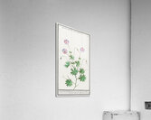 Geranium in vintage style Acrylic Print