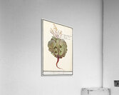 Cabbage in vintage style Acrylic Print