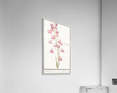 Cabbage in vintage style Acrylic Print