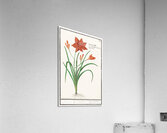 Orange daylily in vintage style Acrylic Print
