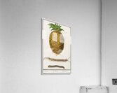 Pineapple in vintage style Acrylic Print