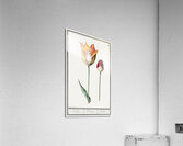 Tulip in vintage style Acrylic Print
