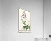 Persian lily in vintage style Acrylic Print