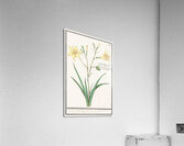 Yellow lily in vintage style Acrylic Print
