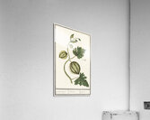 Watermelon in vintage style Acrylic Print