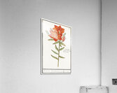 Red lily in vintage style Acrylic Print