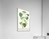 Cucumber in vintage style Impression acrylique