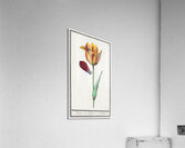 Tulip in vintage style Acrylic Print