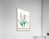 Hyacinth in vintage style Acrylic Print