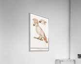 Moluccan cockatoo vintage style Acrylic Print