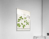 Moluccan cockatoo vintage style Acrylic Print