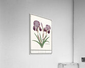 Purple iris in vintage style Acrylic Print