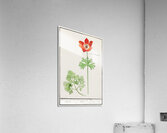 Anemone in vintage style Acrylic Print