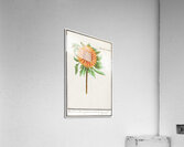 Sunflower in vintage style Acrylic Print