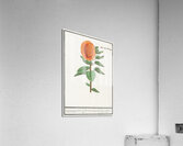 Sunflower in vintage style Acrylic Print