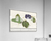 Grapes in vintage style Acrylic Print