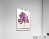 Red cabbage in vintage style Acrylic Print