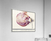 White cabbage in vintage style Acrylic Print