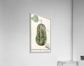 White cabbage in vintage style Acrylic Print