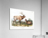 American Elk Cervus Canadensis  Impression acrylique