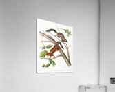 Soft-haired Squirrel Sciurus mollipilosus  Acrylic Print