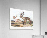 Caribou or American Rein Deer Tarandus furcifer  Acrylic Print