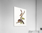 Ground Squirrel Tamias Townsendii  Acrylic Print