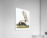 Large-tailed Skunk Mephitis macroura  Acrylic Print