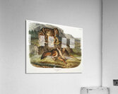 Prairie Wolf Canis latrans  Acrylic Print