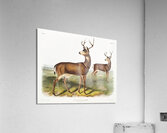 Columbian Black-tailed Deer Cervus Richardsonii  Acrylic Print