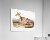 Columbian Black-tailed Deer Cervus Richardsonii  Acrylic Print