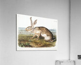 Texian Hare Lepus Texianus  Acrylic Print